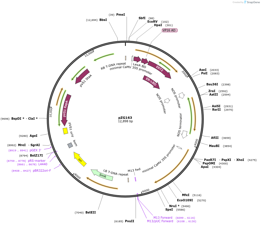202582-plasmid-map-sequence-id-403973