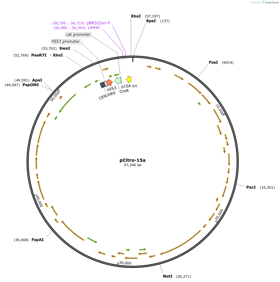 202033-plasmid-map-sequence-id-403993