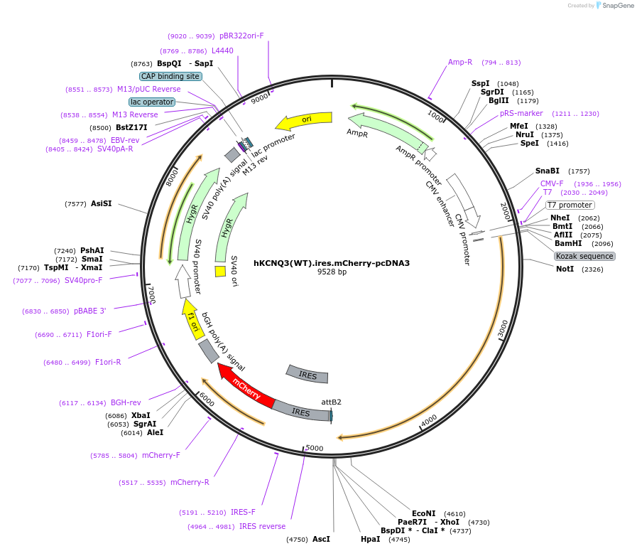 204362-plasmid-map-sequence-id-404008