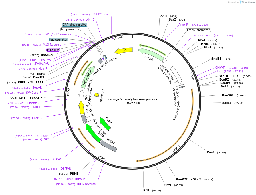 204364-plasmid-map-sequence-id-404011