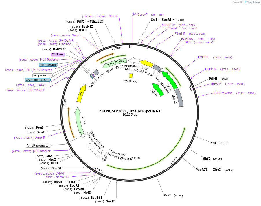 204365-plasmid-map-sequence-id-404012