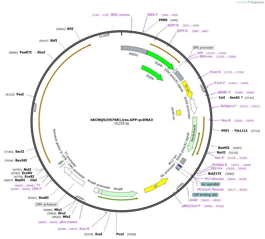 204367-plasmid-map-sequence-id-404015