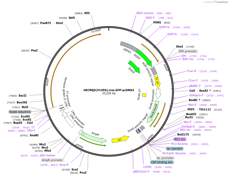204368-plasmid-map-sequence-id-404016