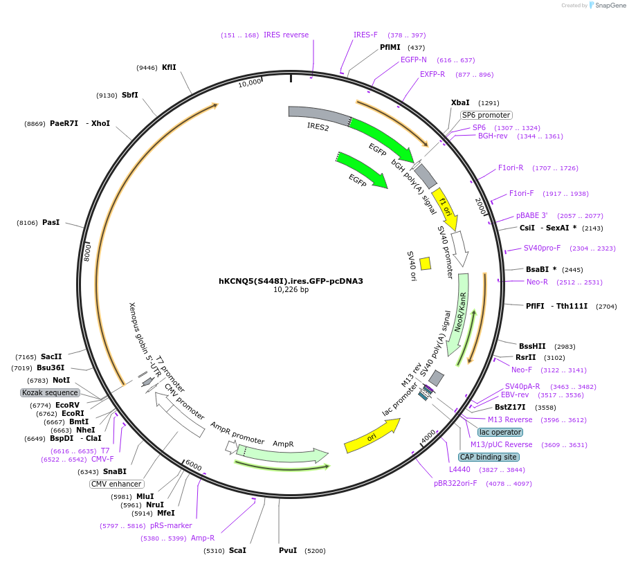 204371-plasmid-map-sequence-id-404019