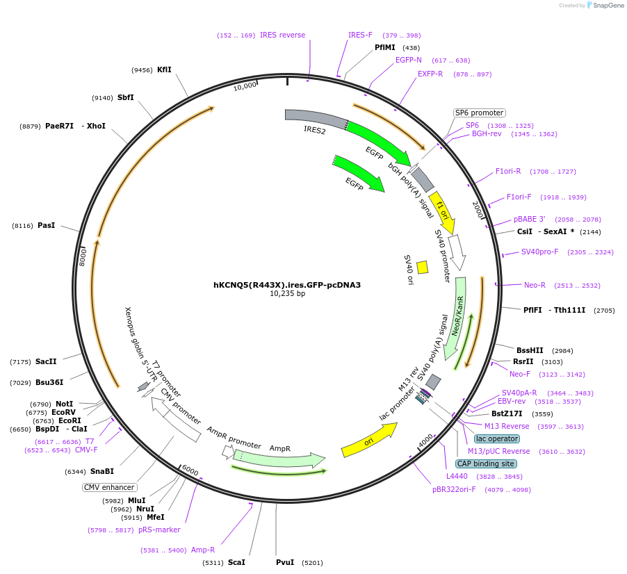 204373-plasmid-map-sequence-id-404028