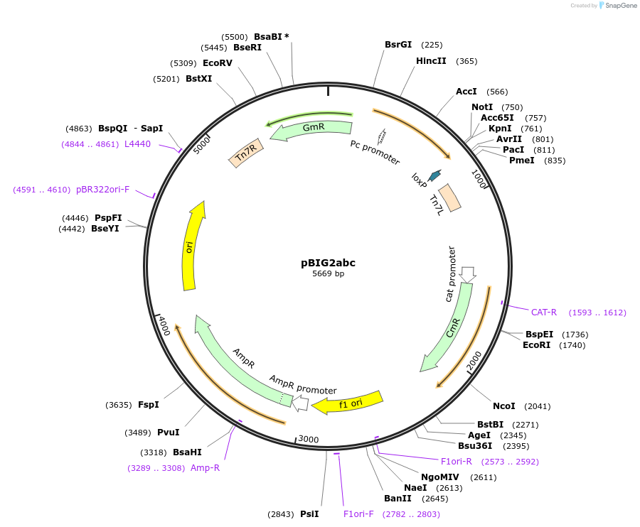 80617-plasmid-map-sequence-id-404029