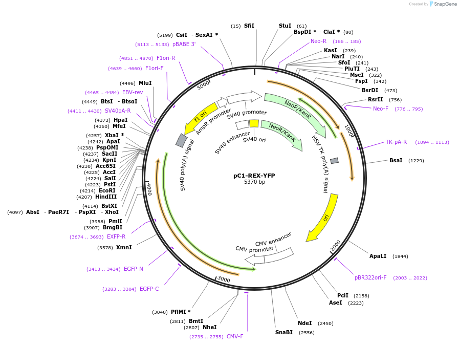 48247-plasmid-map-sequence-id-404031