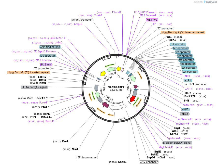 80478-plasmid-map-sequence-id-404034