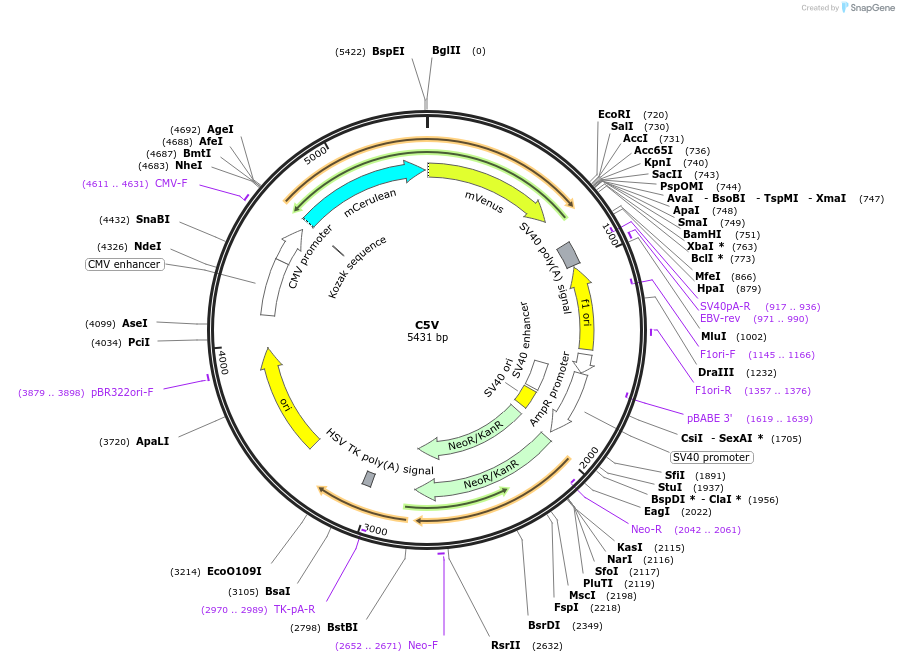 26394-plasmid-map-sequence-id-404036