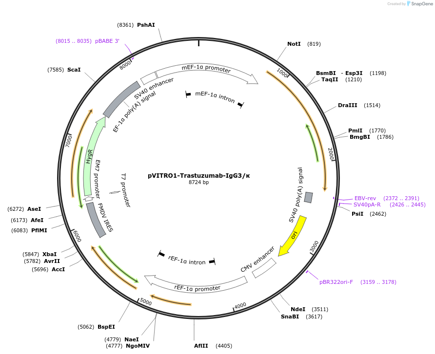 61885-plasmid-map-sequence-id-404037