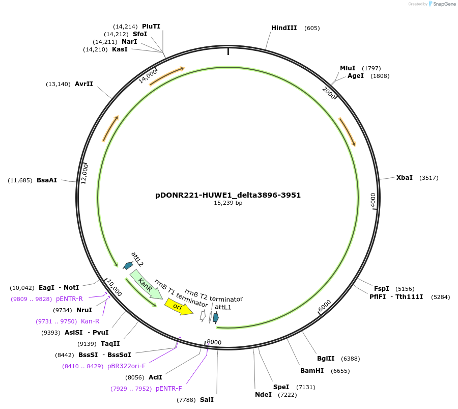 187132-plasmid-map-sequence-id-404041