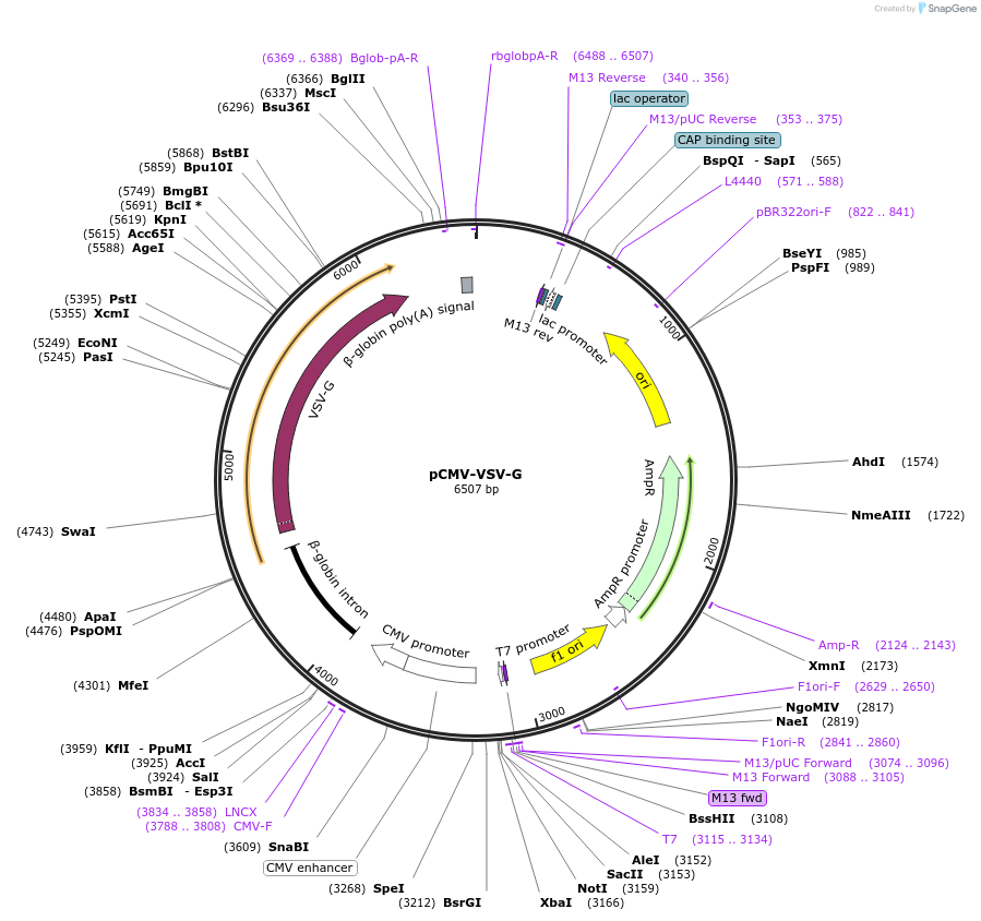 8454-plasmid-map-sequence-id-404044