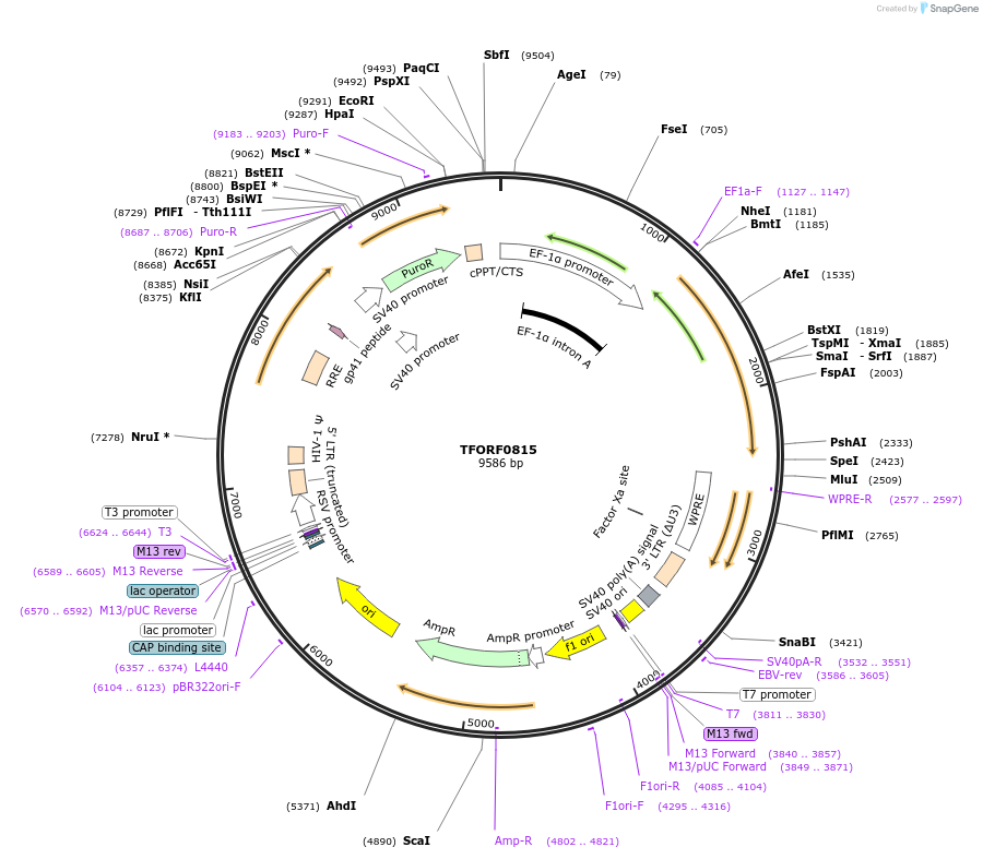 141717-plasmid-map-sequence-id-404052