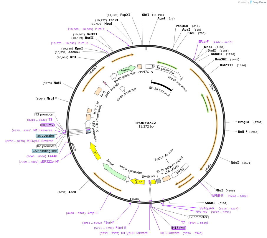 141673-plasmid-map-sequence-id-404053
