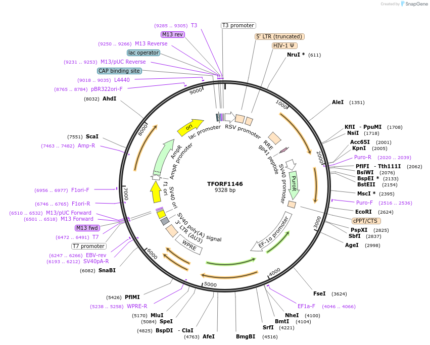 144167-plasmid-map-sequence-id-404059