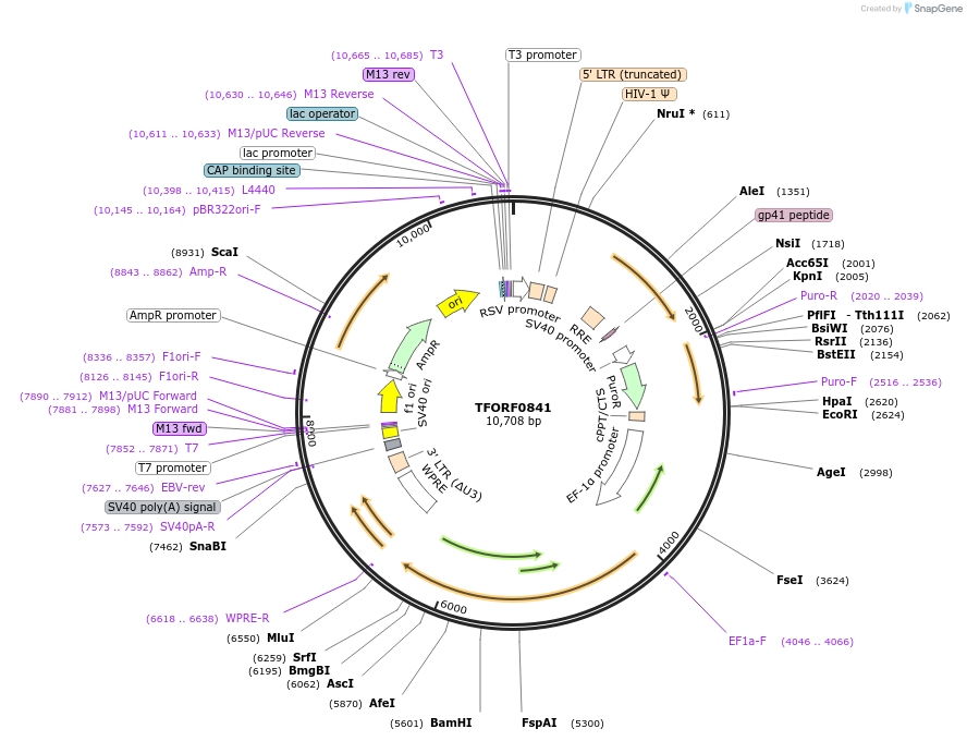 144165-plasmid-map-sequence-id-404060