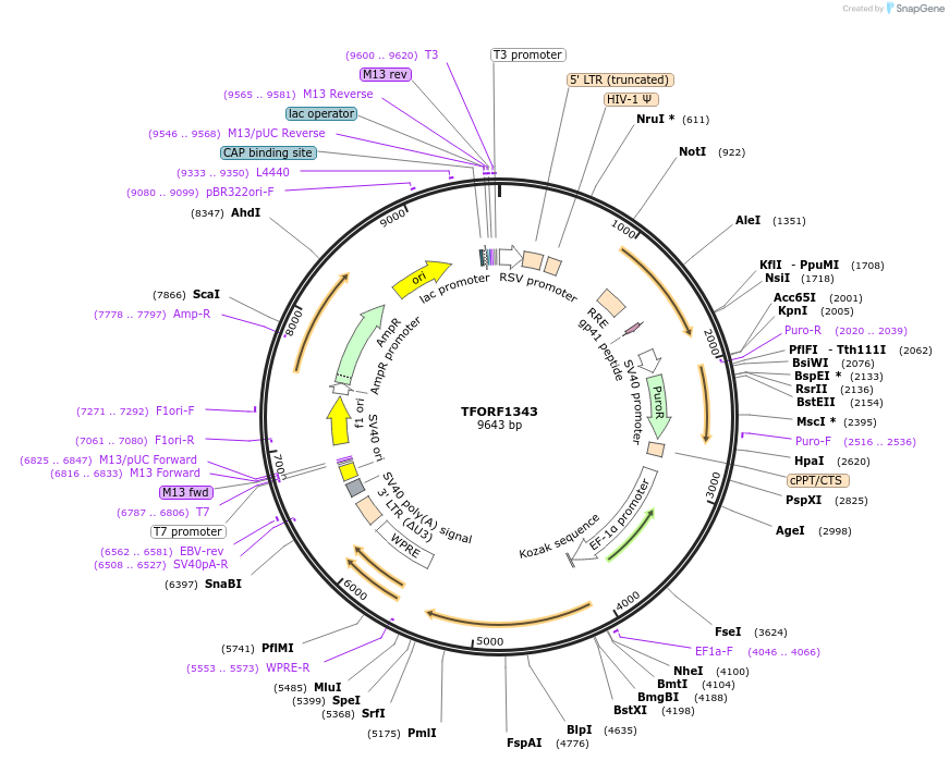 144173-plasmid-map-sequence-id-404062