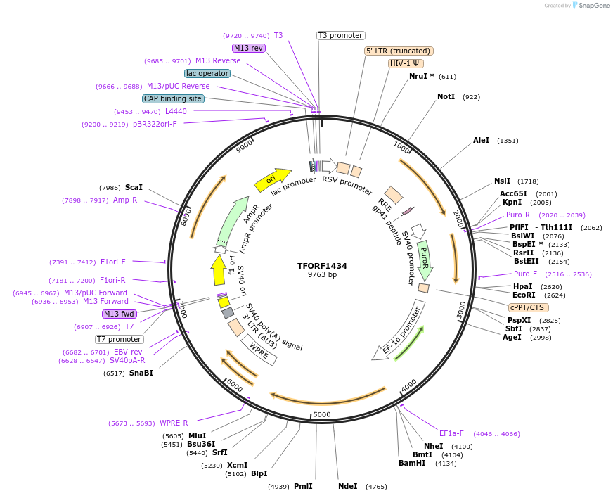 144175-plasmid-map-sequence-id-404065