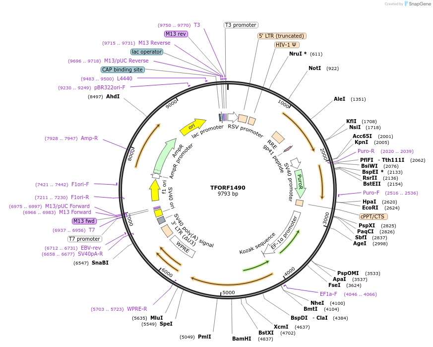 144178-plasmid-map-sequence-id-404066