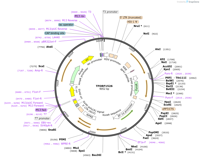 144182-plasmid-map-sequence-id-404067