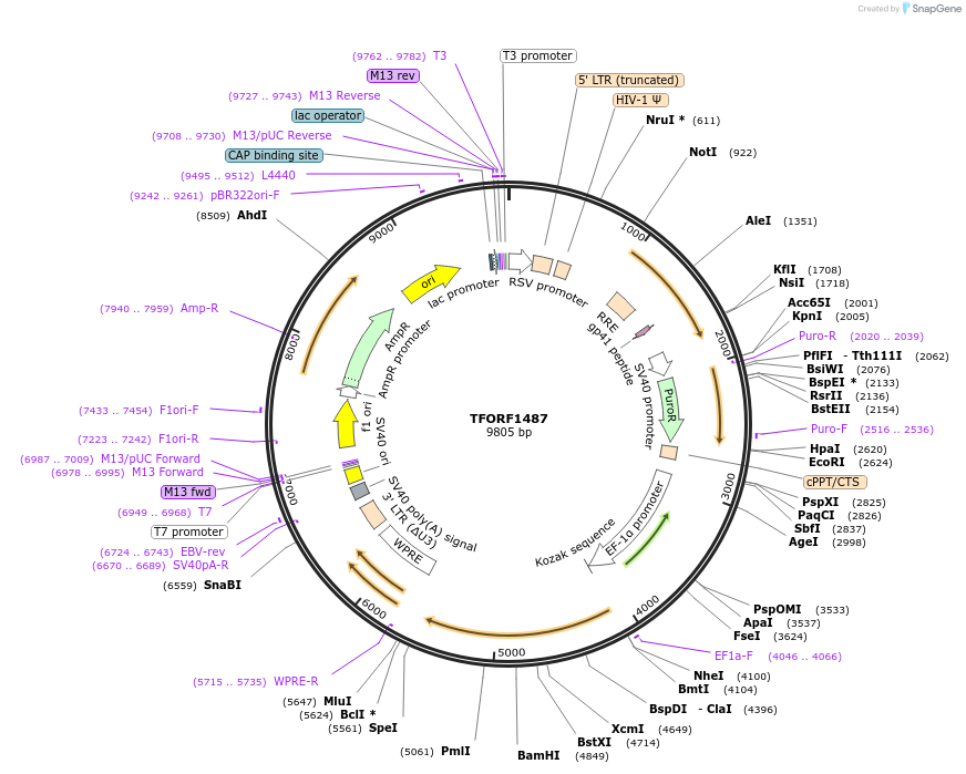 144177-plasmid-map-sequence-id-404068