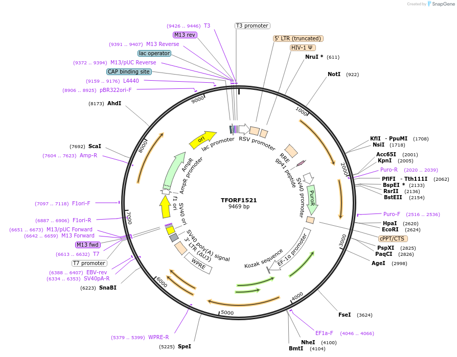 144181-plasmid-map-sequence-id-404069