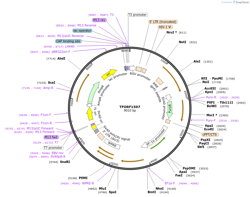 144180-plasmid-map-sequence-id-404073