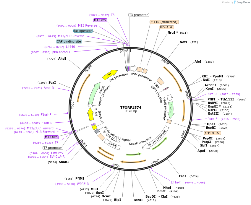 144186-plasmid-map-sequence-id-404074