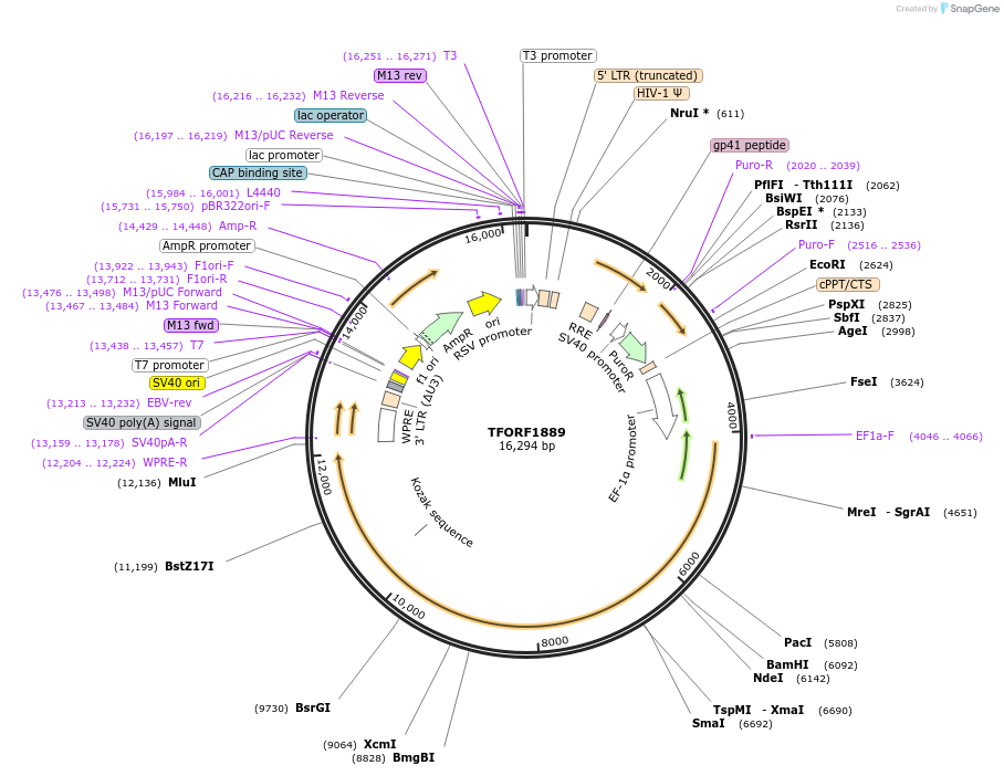 144197-plasmid-map-sequence-id-404078