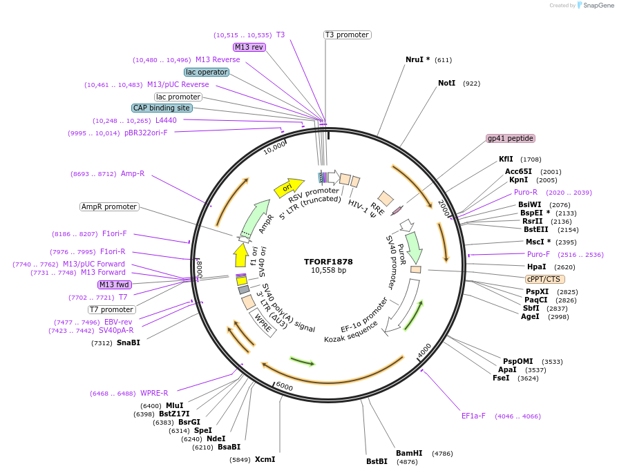 144196-plasmid-map-sequence-id-404080
