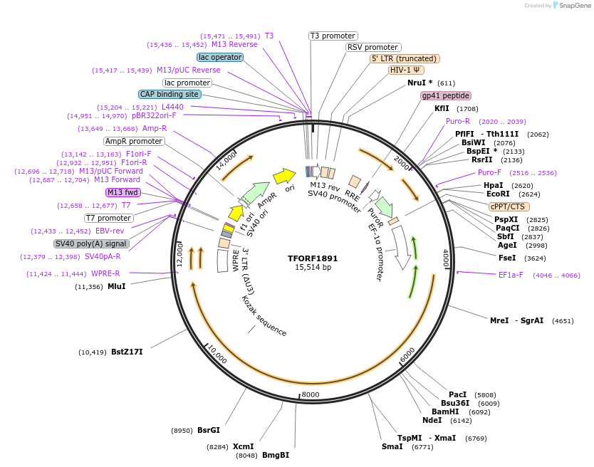 144199-plasmid-map-sequence-id-404081