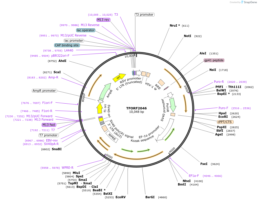 144206-plasmid-map-sequence-id-404082