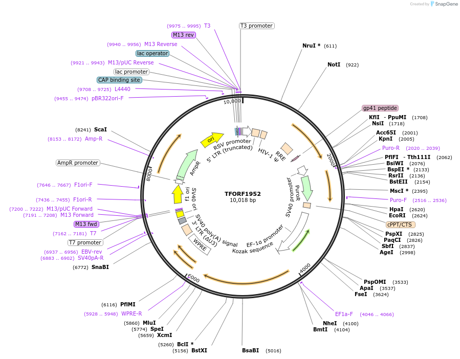 144202-plasmid-map-sequence-id-404083