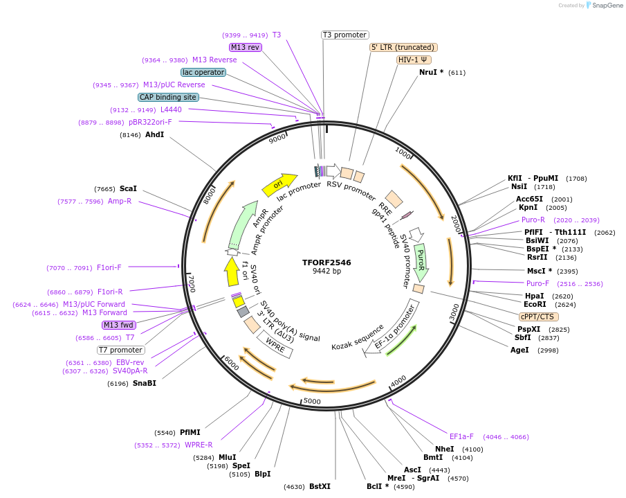 144209-plasmid-map-sequence-id-404084