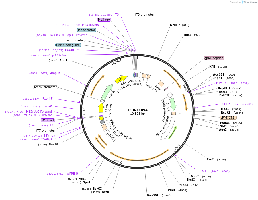144200-plasmid-map-sequence-id-404085