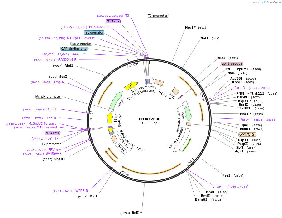 144213-plasmid-map-sequence-id-404087