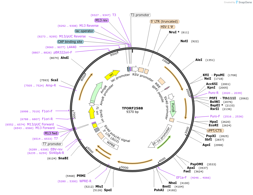 144210-plasmid-map-sequence-id-404088
