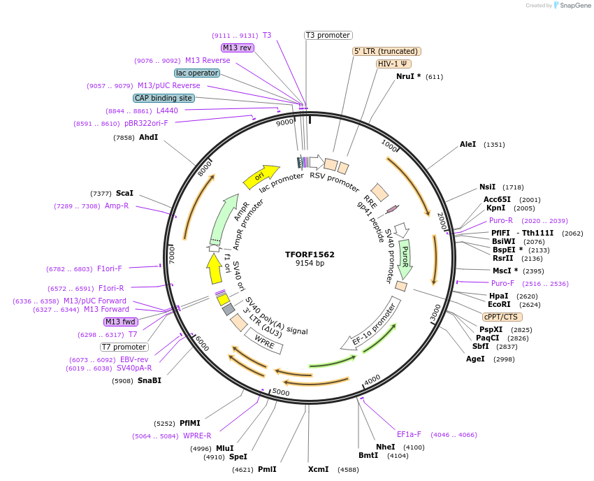 144185-plasmid-map-sequence-id-404091