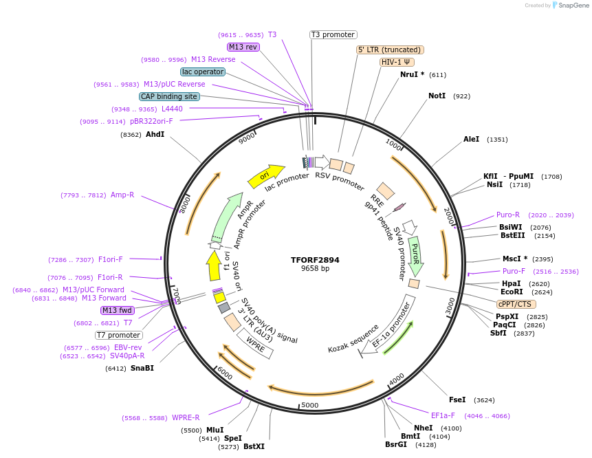 144190-plasmid-map-sequence-id-404092
