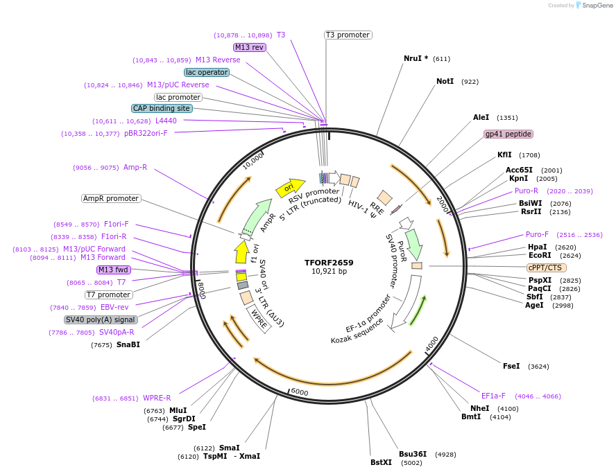 144215-plasmid-map-sequence-id-404093