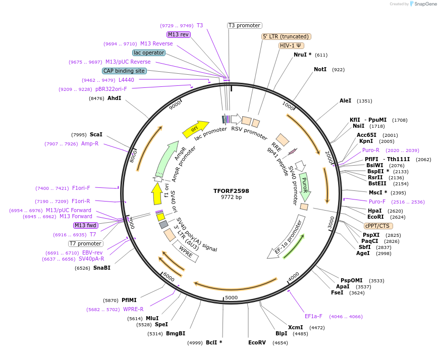 144212-plasmid-map-sequence-id-404094