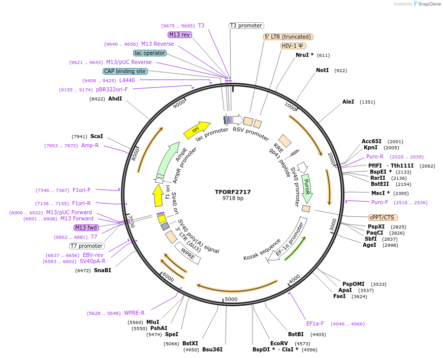 144218-plasmid-map-sequence-id-404095