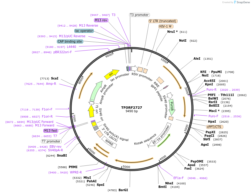 144223-plasmid-map-sequence-id-404100