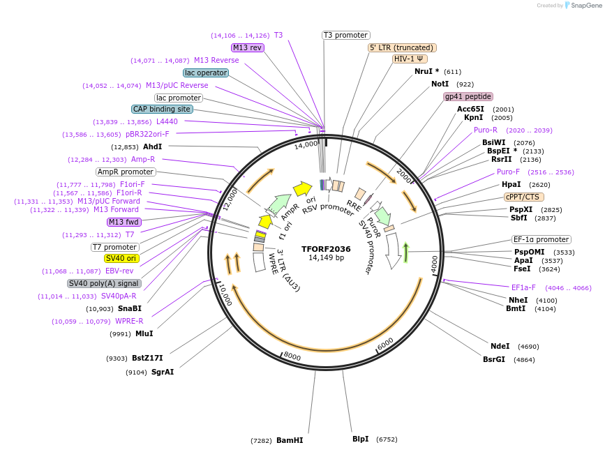 144205-plasmid-map-sequence-id-404103