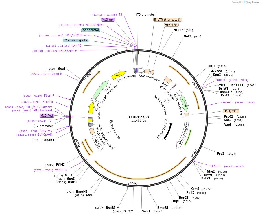 144229-plasmid-map-sequence-id-404104