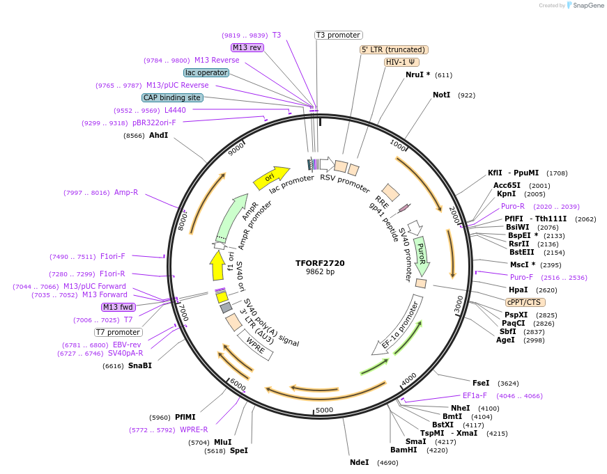 144219-plasmid-map-sequence-id-404105