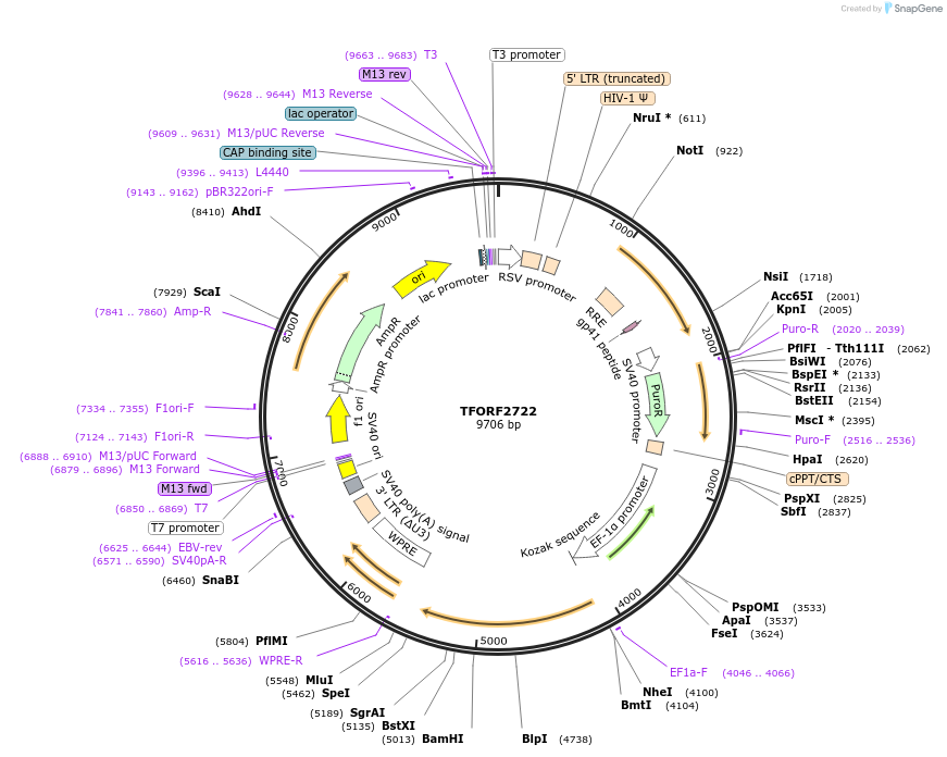 144221-plasmid-map-sequence-id-404109