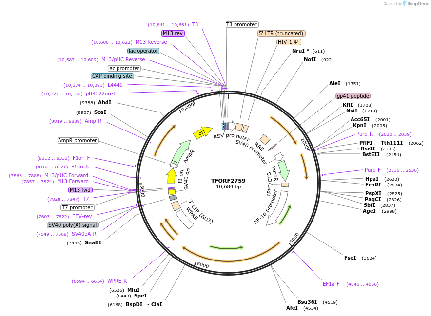 144231-plasmid-map-sequence-id-404111
