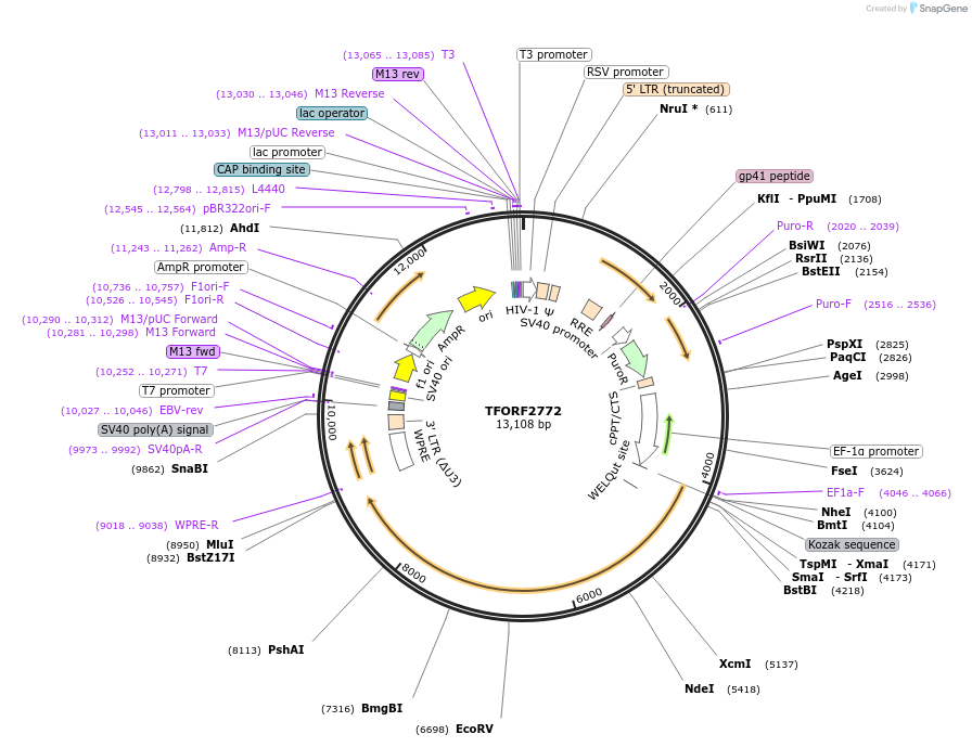 144233-plasmid-map-sequence-id-404112