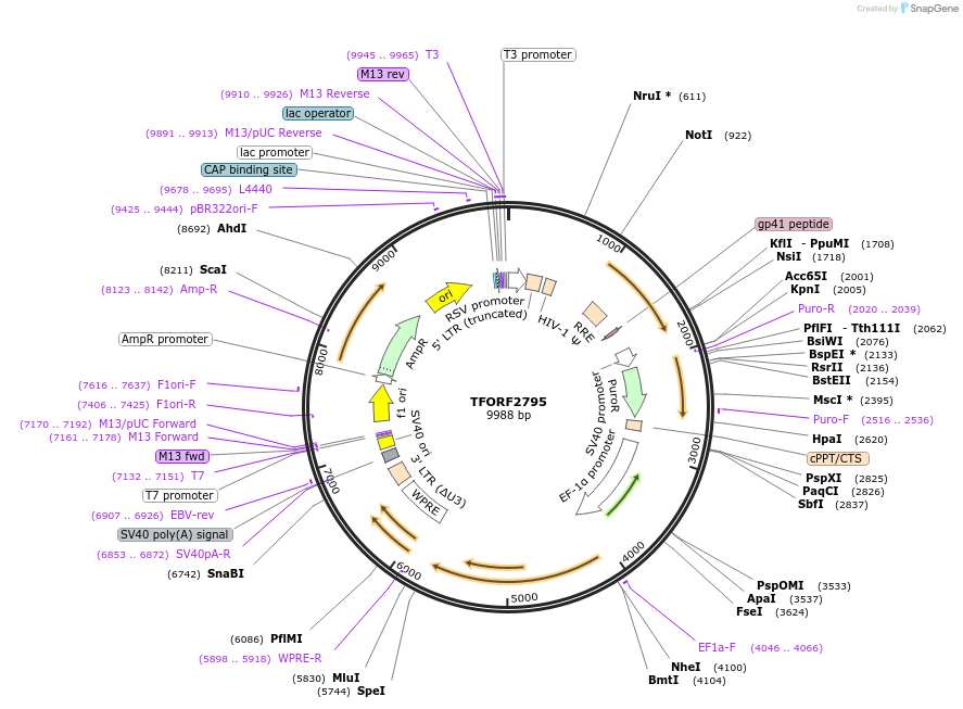 144240-plasmid-map-sequence-id-404116